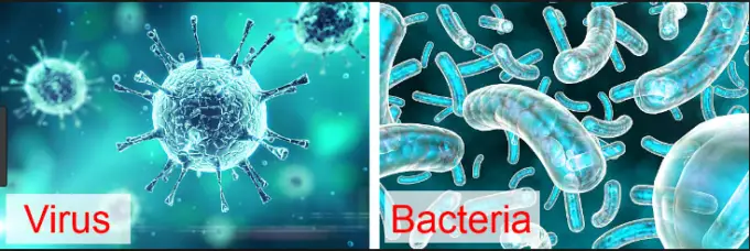 Strukturelle Unterschiede Zwischen Bakterien Und Viren