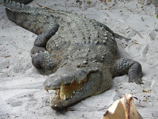 Beachten Sie die spitze V-Form der Schnauze dieses Krokodils.  Die Schnauze des Alligators ist breiter, abgerundet und wie ein U geformt.