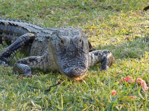 Die Schnauze des Alligators hat eine rundere U-Form.  Die Unterschiede bei den Schnauzen sind wahrscheinlich auf unterschiedliche Ernährungsgewohnheiten zurückzuführen. Alligatoren müssen Schildkrötenpanzer aufschlagen.