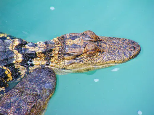 Ein junger Alligator, der sich aalt.  Mit zunehmendem Alter verlieren ihre Häute allmählich ihr Streifenmuster und werden dunkler.