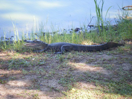 Ein junger Alligator am Wasser in Florida.  Alligatoren sind in den USA bei weitem zahlreicher als Krokodile.  Sie bilden nicht nur eine größere Bevölkerung, sondern leben auch in einem viel größeren geografischen Gebiet, wobei Krokodile nur die Südspitze des Staates darstellen.
