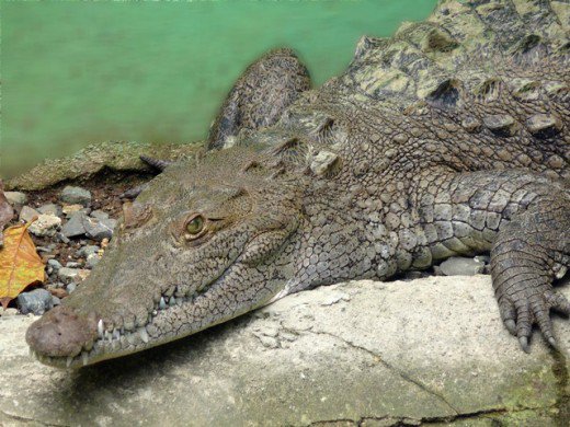 Beachten Sie, dass die Schnauze dieses erwachsenen Krokodils spitz aussieht und einige Zähne des Unterkiefers deutlich sichtbar sind, obwohl der Mund geschlossen ist.
