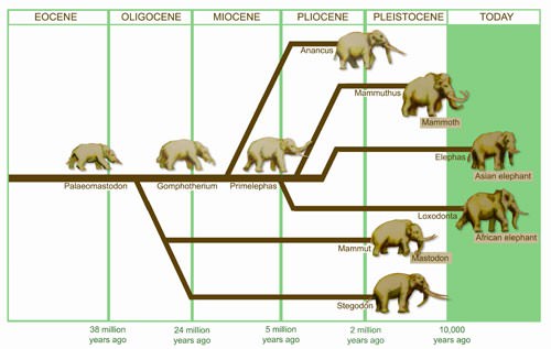 Entwicklung des modernen Elefanten.