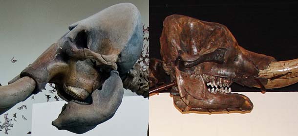 Mammutzähne (links) und Mastodonzähne (rechts).