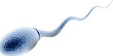 Dieses Bild hat ein leeres Alt-Attribut;  sein Dateiname ist Picture-Of-Sperm.png