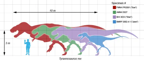 Ein Vergleich der Größen verschiedener Tyrannosaurus-Arten mit einem Menschen